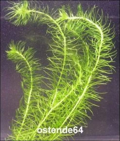 Paraguay - Schmalblättrige Wasserpest / Egeria Najas