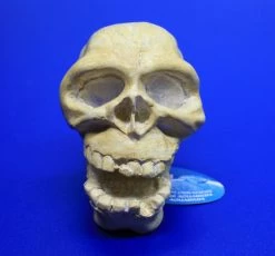 ARCADIA Totenkopf Weiß Mit Einsatz Für LED-Aquarienstrahler