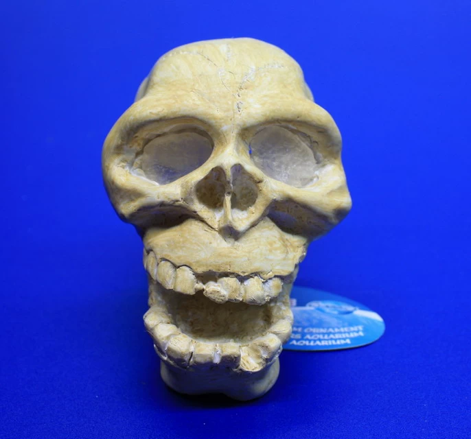 ARCADIA Totenkopf Weiß Mit Einsatz Für LED-Aquarienstrahler 1 ARCADIA Totenkopf Weiß Mit Einsatz Für LED-Aquarienstrahler