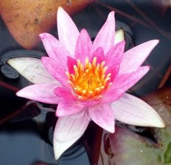 Seerose ORANGE / Nymphaea Orange Im Kokosfasertopf, Direkt Einsetzbar