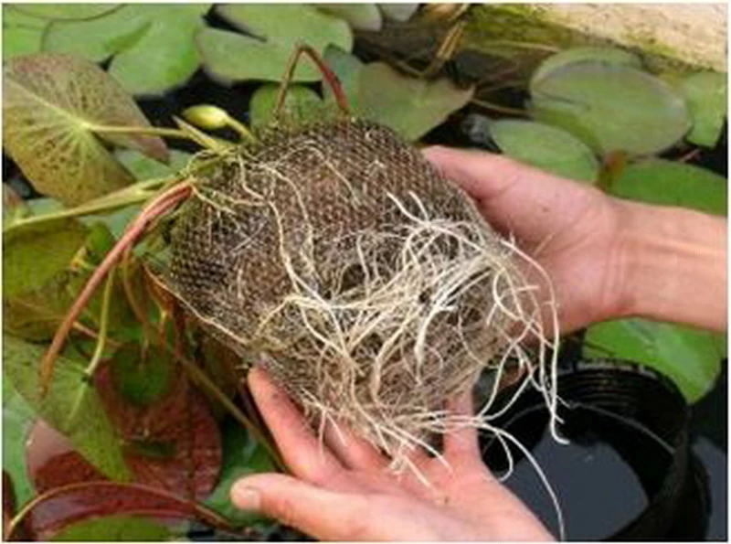 Seerose ORANGE / Nymphaea Orange Im Kokosfasertopf, Direkt Einsetzbar 2 Seerose ORANGE / Nymphaea Orange Im Kokosfasertopf, Direkt Einsetzbar – Bild 2