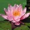 Seerose ROSA / Nymphaea Rosa Im Kokosfasertopf, Direkt Einsetzbar