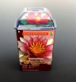 Seerose ROT / Nymphaea Rot Im Kokosfasertopf, Direkt Einsetzbar -Qualitätsgeschäft Für Garten Und Outdoor D27000R ST 1 4