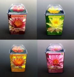 Seerosen 4 Stück - 4 Verschiedene Farben Kokosfasertopf, Direkt Einsetzbar