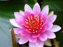 Seerosen 4 Stück - 4 Verschiedene Farben Kokosfasertopf, Direkt Einsetzbar -Qualitätsgeschäft Für Garten Und Outdoor D27000ST 1 3