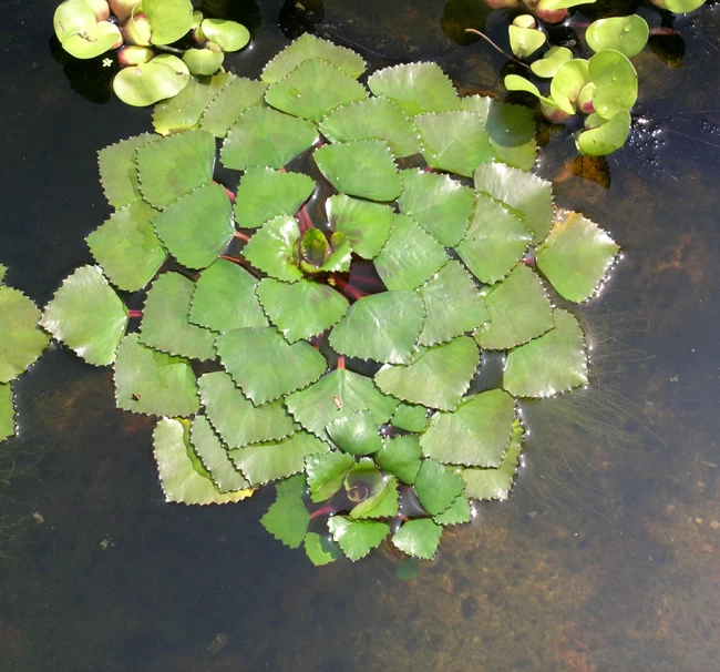Nuss Der Einheimischen Wassernuss - Wasserkastanie / Trapa Natans *RAR* 1 Nuss Der Einheimischen Wassernuss - Wasserkastanie / Trapa Natans *RAR*