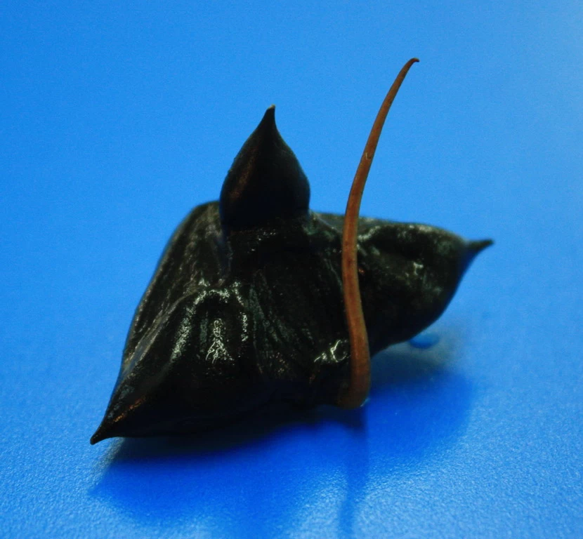 Wassernuss - Wasserkastanie / Trapa Natans 2 Wassernuss - Wasserkastanie / Trapa Natans – Bild 2