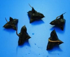 Wassernuss - Wasserkastanie / Trapa Natans 5 Wassernuss - Wasserkastanie / Trapa Natans -Qualitätsgeschäft Für Garten Und Outdoor D P1065OK 1 4 1