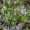 Krebsschere - Wasseraloe / Stratiotes Aloides Für Gartenteich