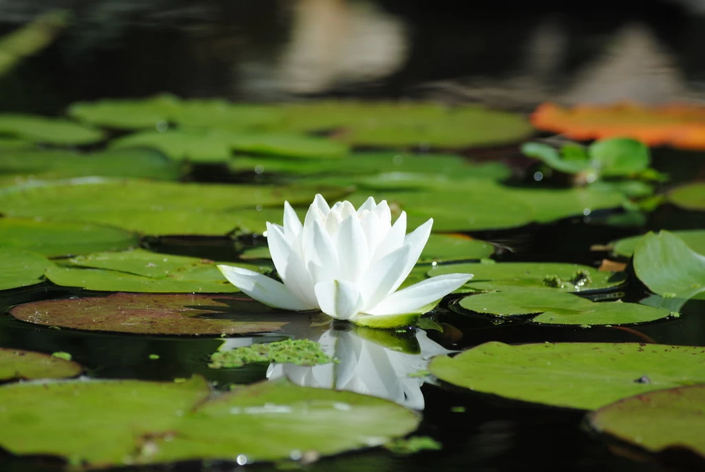 Weiße Seerose / Nymphaea 'Alba' Im 11x11 Cm Topf 1 Weiße Seerose / Nymphaea 'Alba' Im 11x11 Cm Topf