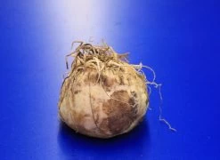 Kaiserkrone "Lutea" / Fritillaria Imperialis "Lutea" - Jumbo Blumenzwiebel