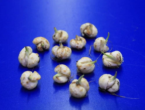 Set Schachbrettblume, Schachblume, Kaiserkrone / Fritillaria Meleagris 1 Set Schachbrettblume, Schachblume, Kaiserkrone / Fritillaria Meleagris