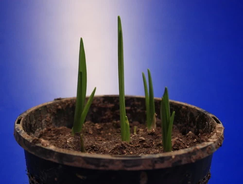 Set Schachbrettblume, Schachblume, Kaiserkrone / Fritillaria Meleagris 2 Set Schachbrettblume, Schachblume, Kaiserkrone / Fritillaria Meleagris – Bild 2