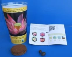 Rote Indische Lotosblume / Nelumbo Nucifera "Red Li" - Anzuchtset