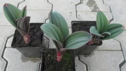 Blauzungen-Lauch / Allium Karataviense Im 9 Cm Topf -Qualitätsgeschäft Für Garten Und Outdoor GT10060Mo 1 3