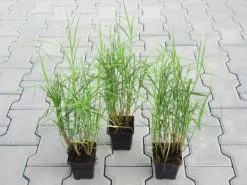 Palmwedel-Segge / Carex Muskingumensis Im 9x9 Cm Topf -Qualitätsgeschäft Für Garten Und Outdoor GT10135M 1 3