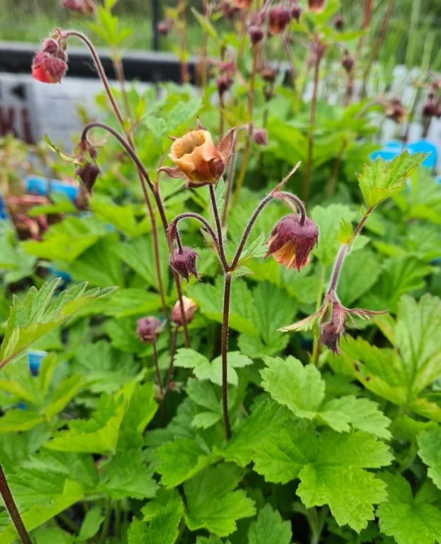 Bach-Nelkenwurz / Geum Rivale Im 9x9 Cm Topf 1 Bach-Nelkenwurz / Geum Rivale Im 9x9 Cm Topf