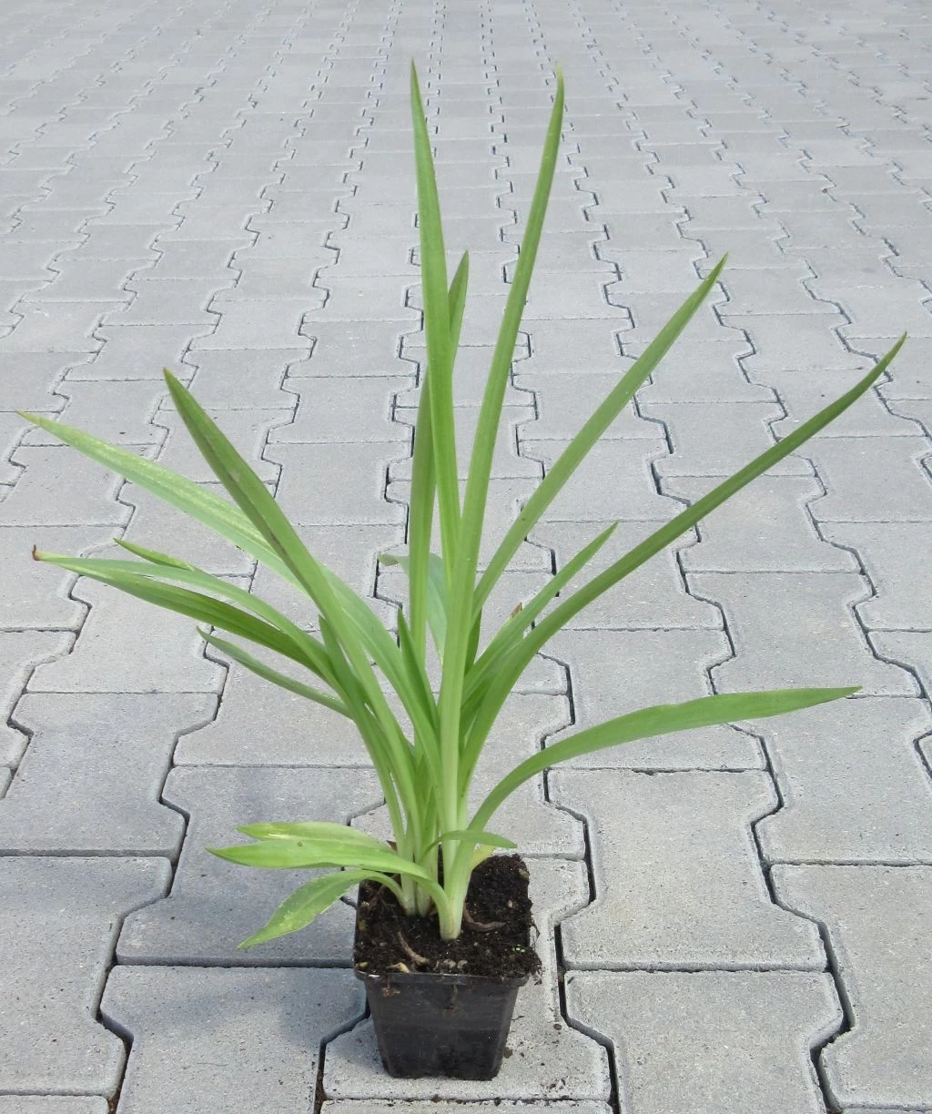 Gartenorchidee / Spiranthes Cernua Odorata 'Chadd's Ford' Im 9 Cm Topf 1 Gartenorchidee / Spiranthes Cernua Odorata 'Chadd's Ford' Im 9 Cm Topf