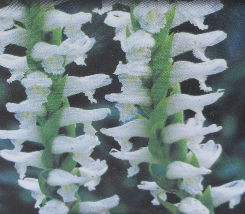 Gartenorchidee / Spiranthes Cernua Odorata 'Chadd's Ford' Im 9 Cm Topf 2 Gartenorchidee / Spiranthes Cernua Odorata 'Chadd's Ford' Im 9 Cm Topf – Bild 2