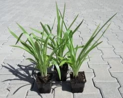 Gartenorchidee / Spiranthes Cernua Odorata 'Chadd's Ford' Im 9 Cm Topf 6 Gartenorchidee / Spiranthes Cernua Odorata 'Chadd's Ford' Im 9 Cm Topf -Qualitätsgeschäft Für Garten Und Outdoor GT10825M 1 3