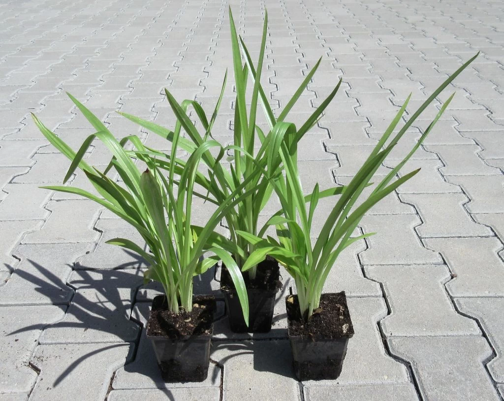 Gartenorchidee / Spiranthes Cernua Odorata 'Chadd's Ford' Im 9 Cm Topf 3 Gartenorchidee / Spiranthes Cernua Odorata 'Chadd's Ford' Im 9 Cm Topf – Bild 3