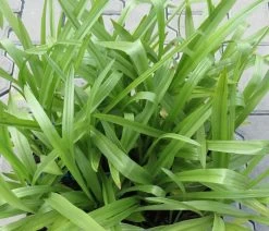 Gartenorchidee / Spiranthes Cernua Odorata 'Chadd's Ford' Im 9 Cm Topf 7 Gartenorchidee / Spiranthes Cernua Odorata 'Chadd's Ford' Im 9 Cm Topf -Qualitätsgeschäft Für Garten Und Outdoor GT10825M 1 4