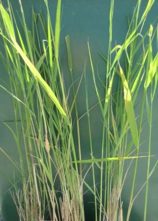 Schilf, Schilfrohr / Phragmites Australis Im 9x9 Cm Topf 1 Schilf, Schilfrohr / Phragmites Australis Im 9x9 Cm Topf