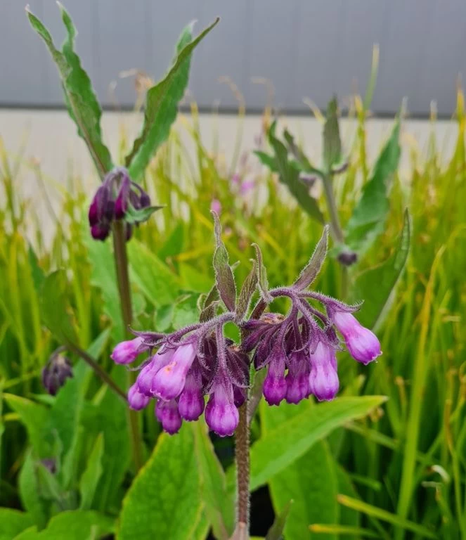 Echter Beinwell / Symphytum Officinale Im 9 Cm Topf 1 Echter Beinwell / Symphytum Officinale Im 9 Cm Topf