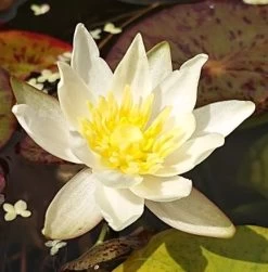 Gelbe Seerose / Nymphaea 'Colonel A. J. Welch' Im 11x11 Cm Topf