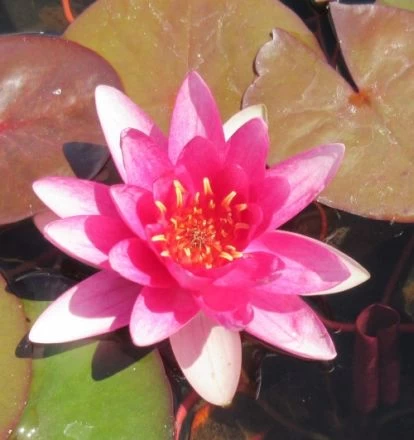 Rote Seerose / Nymphaea 'Froebeli' Im 11x11 Cm Topf 1 Rote Seerose / Nymphaea 'Froebeli' Im 11x11 Cm Topf