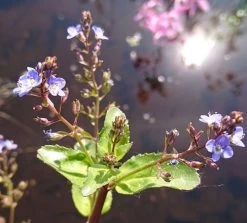 Bachbunge, Bach-Ehrenpreis / Veronica Beccabunga Im 9x9 Cm Topf