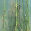 Winterschachtelhalm / Equisetum Hyemale Var. Japonicum (Equisitum ) Im 9x9 Cm Topf