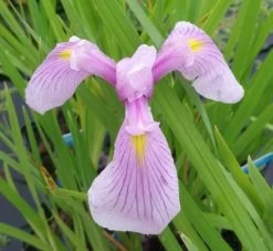 Rosa Sumpfschwertlilie / Iris Laevigata Rose Queen Im 9x9 Cm Topf