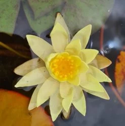 Gelbe Zwerg-Seerose / Nymphaea Pygmaea ´Helvola´ Miniseerose Im 9x9 Cm Topf