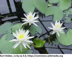 Weiße Wohlriechende Seerose / Nymphaea Odorata Im 11x11 Cm Topf
