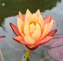 Zweifarbige Seerose / Nymphaea "Wanvisa" *Rarität*