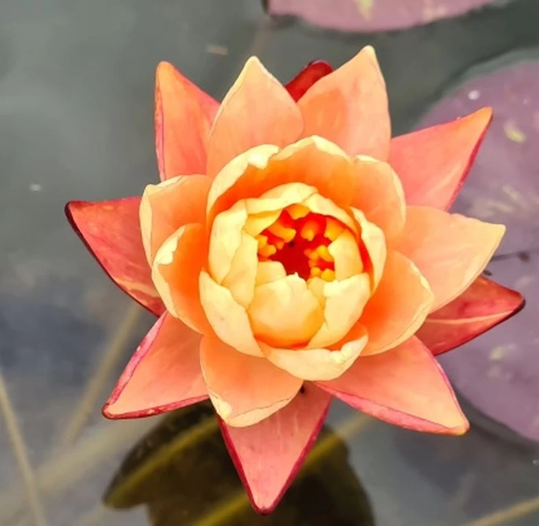 Zweifarbige Seerose / Nymphaea "Wanvisa" *Rarität* 2 Zweifarbige Seerose / Nymphaea "Wanvisa" *Rarität* – Bild 2