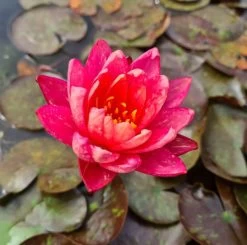 Zweifarbige Seerose / Nymphaea "Wanvisa" *Rarität* 5 Zweifarbige Seerose / Nymphaea "Wanvisa" *Rarität* -Qualitätsgeschäft Für Garten Und Outdoor GT3000wf 1 3