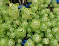 Sumpf-Johanniskraut - Sumpf-Hartheu, Gelb / Hypericum Elodes Im 9x9 Cm Topf