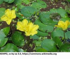Europäische Gelbe Seekanne / Nymphoides Peltata Im 9x9 Cm Topf