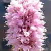 Schlangen-Wiesenknöterich, Rosa / Persicaria Bistorta - Bistorta Officinalis Im 9x9 Cm Topf