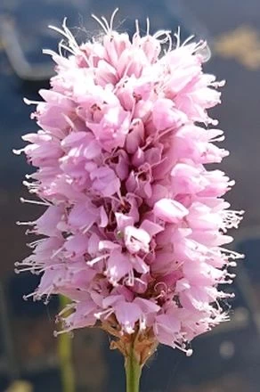Schlangen-Wiesenknöterich, Rosa / Persicaria Bistorta - Bistorta Officinalis Im 9x9 Cm Topf 1 Schlangen-Wiesenknöterich, Rosa / Persicaria Bistorta - Bistorta Officinalis Im 9x9 Cm Topf