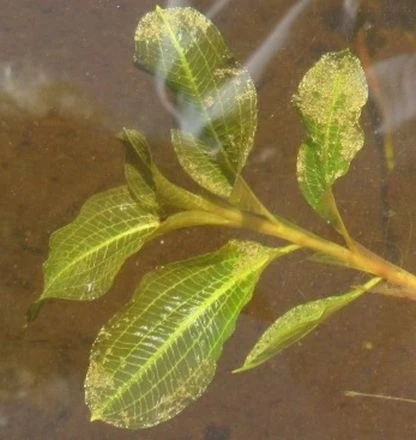Glänzendes Laichkraut / Potamogeton Lucens Im 9x9 Cm Topf 1 Glänzendes Laichkraut / Potamogeton Lucens Im 9x9 Cm Topf