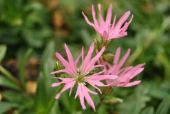 Zwerg-Kuckucksblume / Lychnis Flos-cuculi "Nana" Im 9x9 Cm Topf