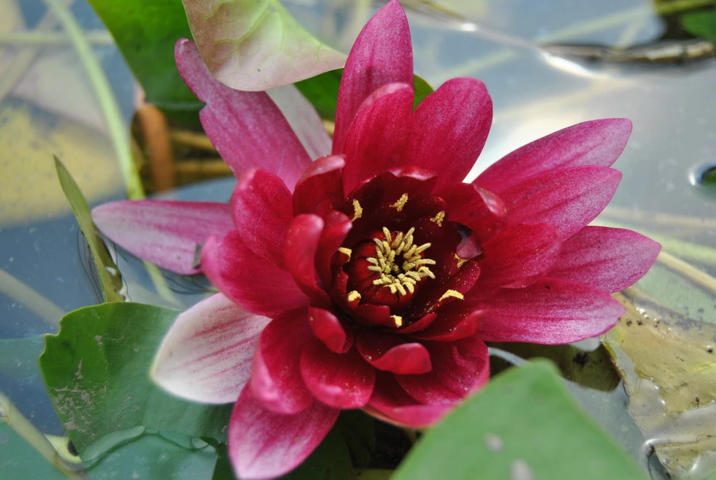 Kaminrote Seerose / Nymphaea "Rene Gerard" Im 11x11 Cm Topf 1 Kaminrote Seerose / Nymphaea "Rene Gerard" Im 11x11 Cm Topf