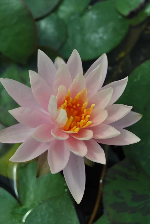 Rosa Wohlriechende Seerose / Nymphaea "Rosennymphe" Im 11x11 Cm Topf 1 Rosa Wohlriechende Seerose / Nymphaea "Rosennymphe" Im 11x11 Cm Topf