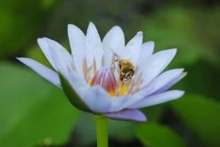 Tropische Violette Seerose / Nymphaea "Panama Pacific"