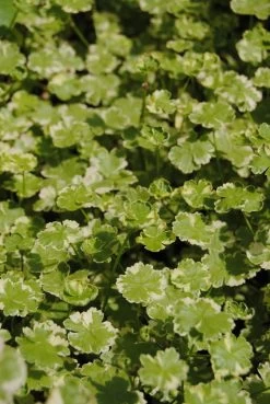 Gestreifter Wassernabel / Hydrocotyle "Crystal Confetti" Im 11x11 Cm Topf