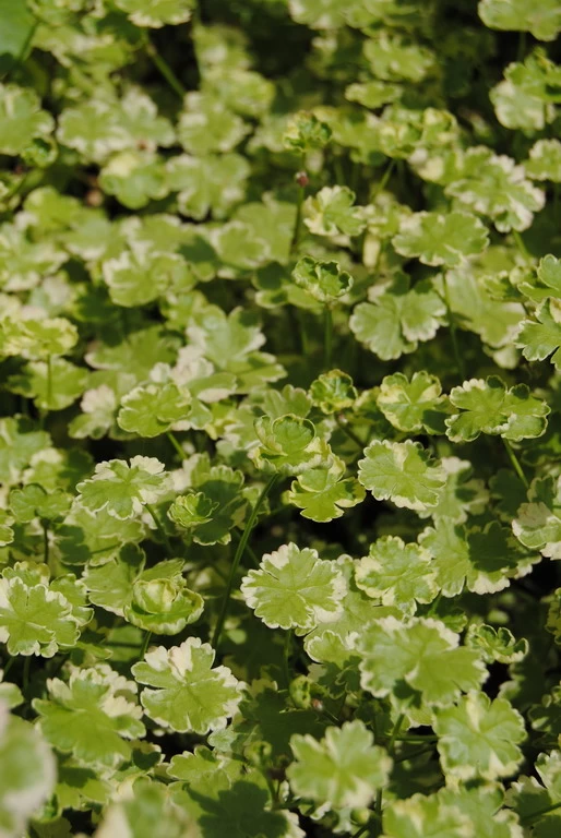 Gestreifter Wassernabel / Hydrocotyle "Crystal Confetti" Im 11x11 Cm Topf 1 Gestreifter Wassernabel / Hydrocotyle "Crystal Confetti" Im 11x11 Cm Topf