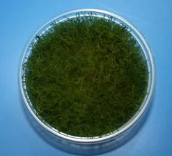 XL In-Vitro Giant-Moos / Taxiphyllum Sp. "Giant" Moos